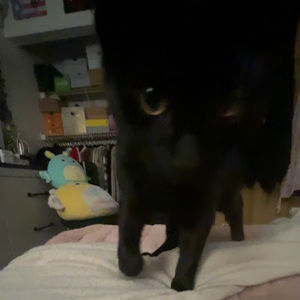 Meet your Posher, Analia